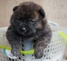 甲斐犬【神奈川県・女の子・2021年1月4日・中虎毛】の写真2「生後約3週間」