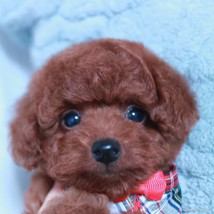 ID:2401-00713の子犬