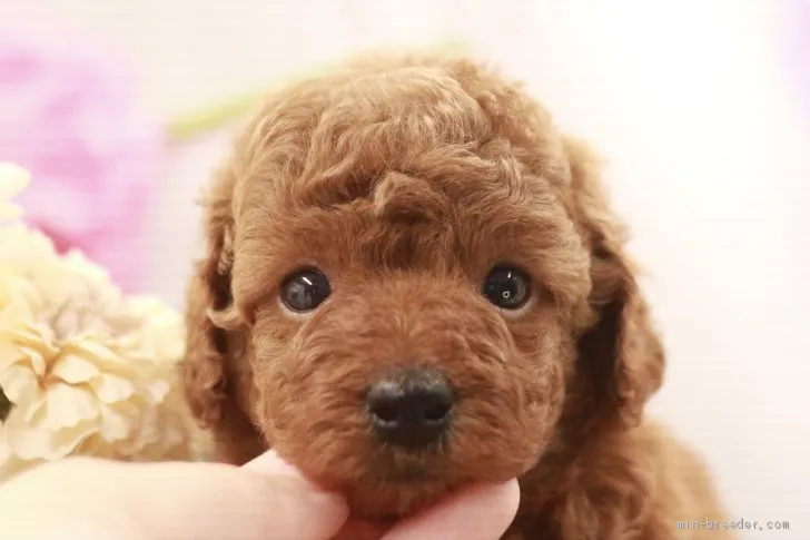 ID:2105-01965の子犬