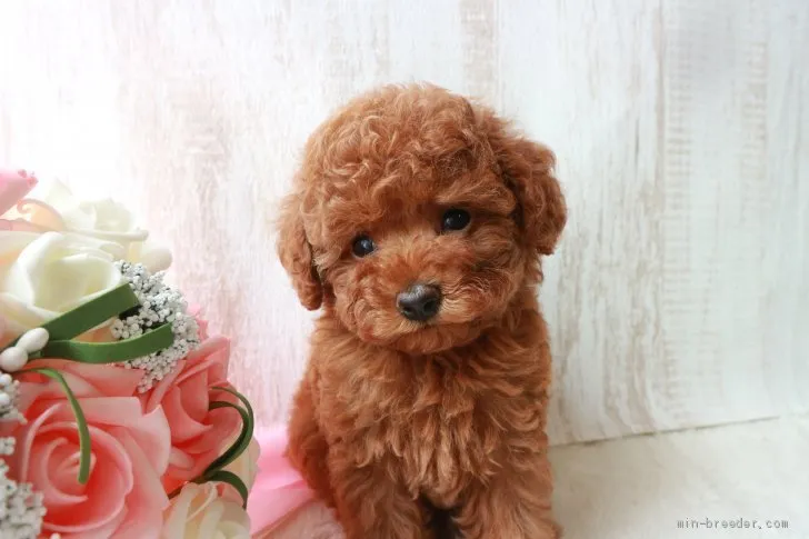 ID:1908-00418の子犬