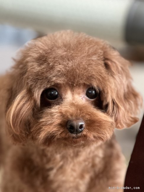 トイプードル【・女の子・2021年10月30日・レッド】