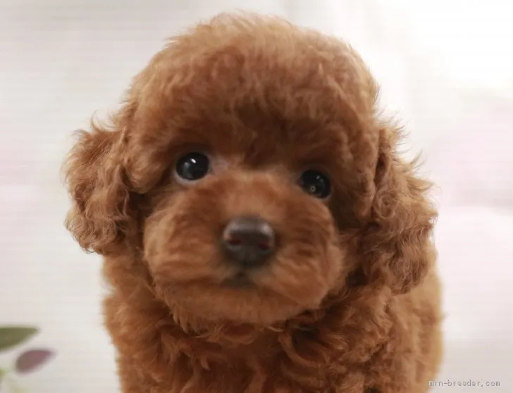 ID:2106-02089の子犬