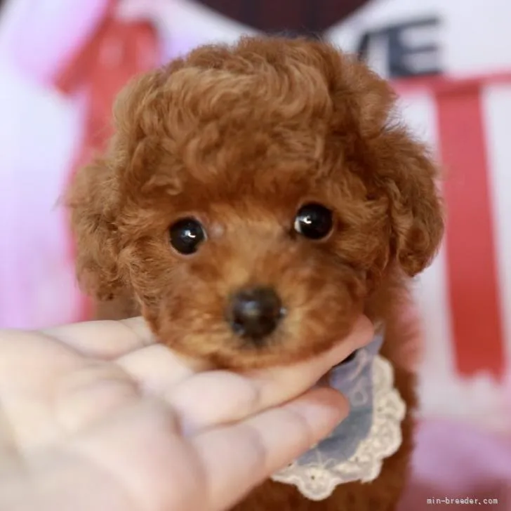 ID：2206-03244の子犬