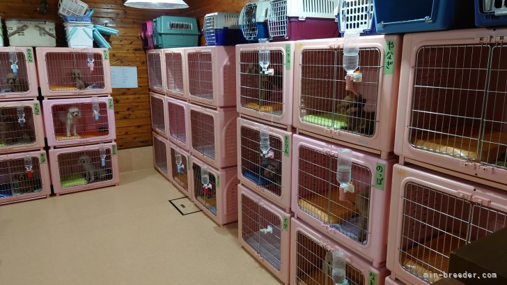 活動犬部屋｜山元　優美(やまもと　ゆみ)ブリーダー(京都府・トイプードルなど・JKC登録)の紹介写真8