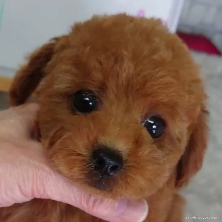 ID：2411-04176の子犬