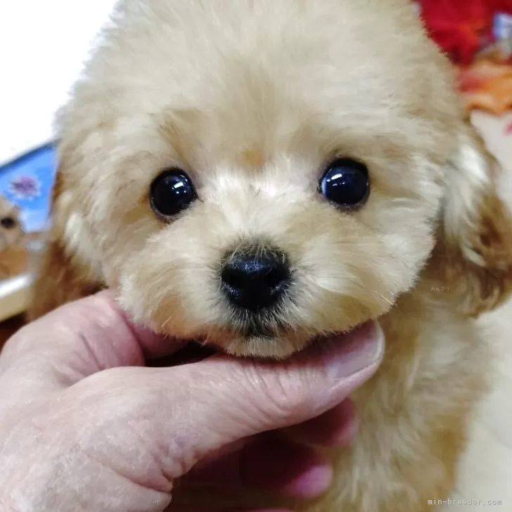 ID：2509-04379の子犬