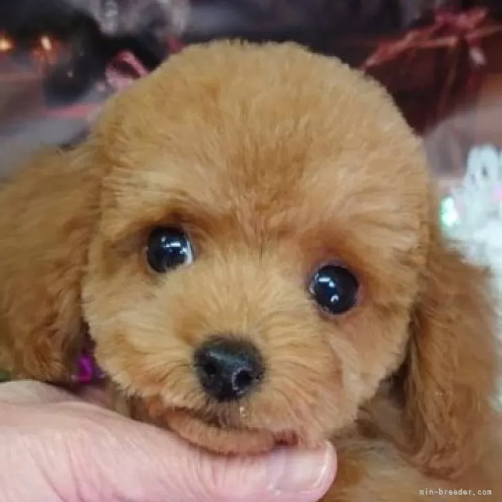 ID：2411-04171の子犬