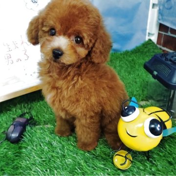タイニープードル【京都府・男の子・2025年6月21日・レッドフォーン】の写真「愛嬌がある仔犬です。」