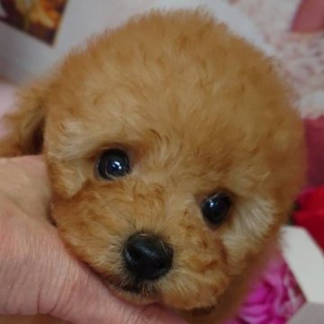 トイプードル(トイ)のレッド系の子犬を探す｜ブリーダー直販の