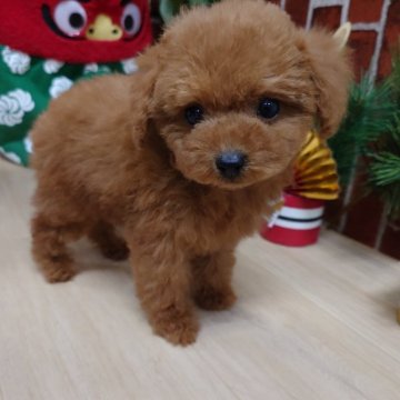 ティーカッププードル【京都府・女の子・2025年11月25日・レッドフォーン】の写真「可愛いお顔の女の子です。」