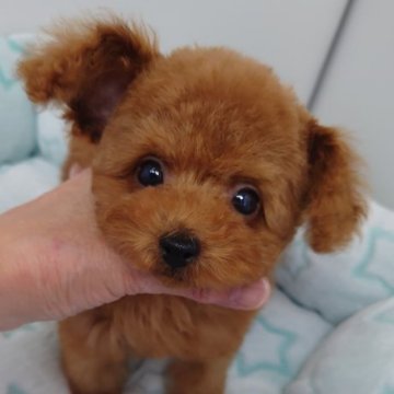 トイプードル(ティーカップ)【京都府・男の子・2024年11月15日・レッドフォーン】の写真「かわいい3兄妹！！」
