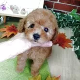 タイニープードル