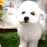 ビションフリーゼ