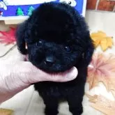 ティーカッププードル