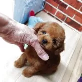 ティーカッププードル