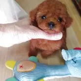 ティーカッププードル