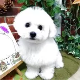 ビションフリーゼ