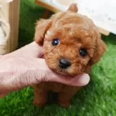 タイニープードル