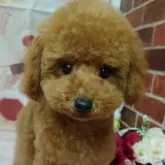 タイニープードル【京都府・男の子・2024年10月23日・レッドフォーン】の写真1「カットしました！」