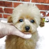 ティーカッププードル