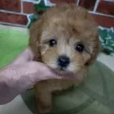 ティーカッププードル