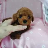ティーカッププードル