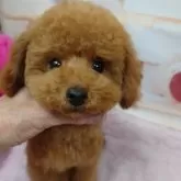 タイニープードル【京都府・男の子・2024年10月23日・レッドフォーン】の写真5