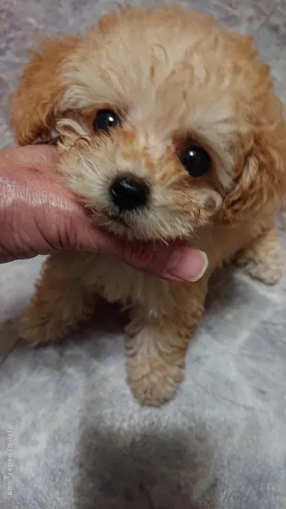 ID：2011-00514の子犬