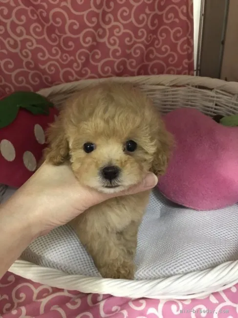 ID:1912-02740の子犬