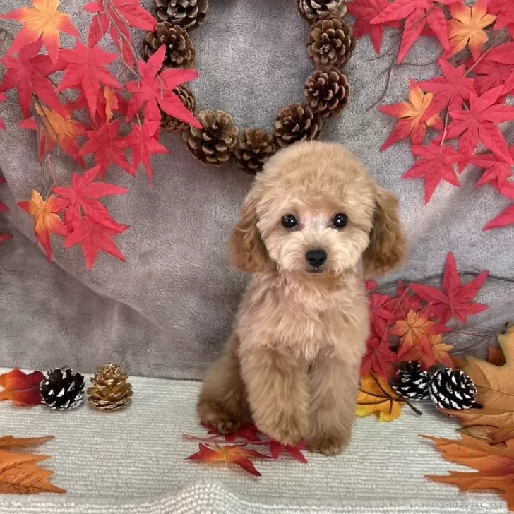 ID:2407-05445の子犬