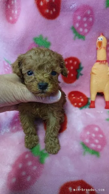 ID:1901-02676の子犬