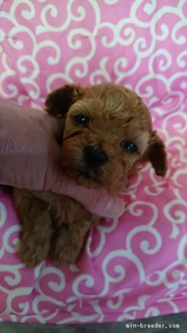 ID:1812-00553の子犬