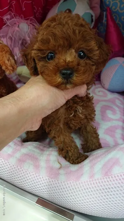 ID：2011-01021の子犬