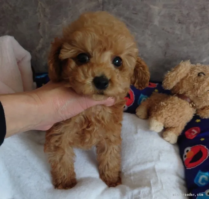 ID:2012-02396の子犬
