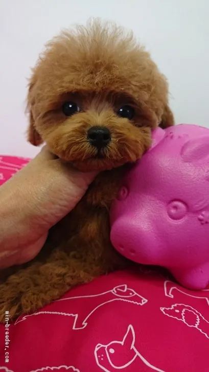 ID:1909-00910の子犬
