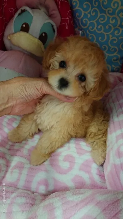 ID:2009-01382の子犬