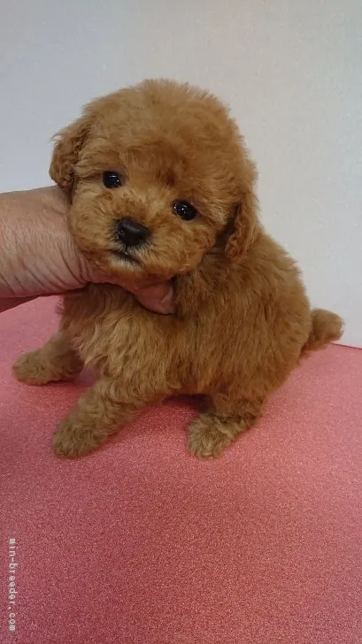ID:1812-00328の子犬
