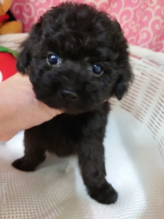 ヨット 様のお迎えした子犬