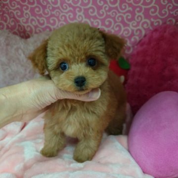 トイプードル(ティーカップ)【京都府・女の子・2023年8月20日・アプリコット】の写真「ママ似でお目々がクリクリです。」