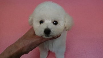 トイプードル(タイニー)【京都府・男の子・2018年9月27日・ホワイト】の写真「良血統のパパから産まれた王子様❤」