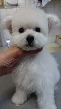 トイプードル(ティーカップ)【京都府・女の子・2019年1月26日・ホワイト】の写真「産まれた時は75gで産まれました」