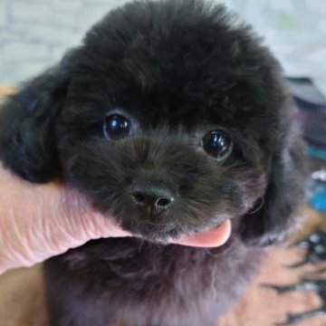 トイプードル(タイニー)【京都府・男の子・2024年5月8日・ブラック】の写真「めちゃくちゃ可愛らしいお顔です。」