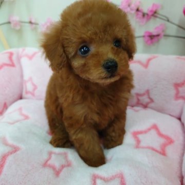 トイプードル(タイニー)【京都府・女の子・2023年1月21日・レッド】の写真「タレ目の姫ちゃん」