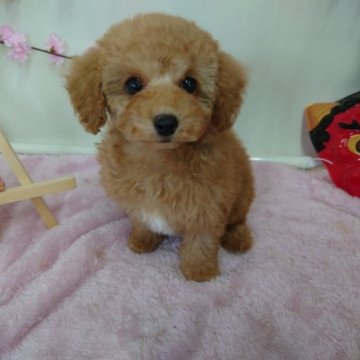 トイプードル(タイニー)【京都府・男の子・2022年12月23日・レッド】の写真「胸に可愛らしいホワイトワンポイントがあります。」