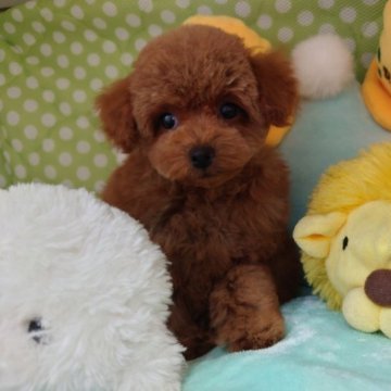 トイプードル(タイニー)【京都府・男の子・2023年8月20日・レッド】の写真「お顔の整ったハンサムボーイです。」