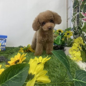 トイプードル(タイニー)【京都府・女の子・2023年6月3日・レッド】の写真「つくねママにソックリな女のコです。」