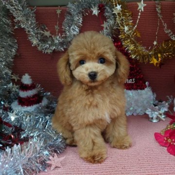 トイプードル(タイニー)【京都府・男の子・2023年9月23日・レッド】の写真「イケワンの男の子ですよー。」