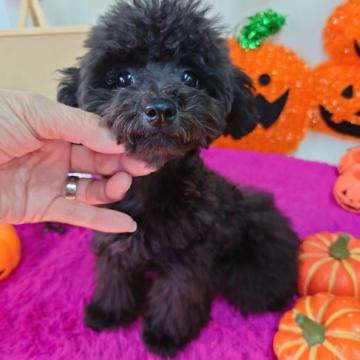 トイプードル(タイニー)【京都府・女の子・2022年6月16日・ブラック】の写真「可愛いいお顔で立ち耳のブラックの女のコです」