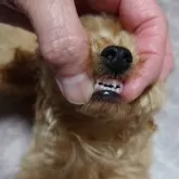 ティーカッププードル【京都府・女の子・2024年5月8日・レッドフォーン】の写真4