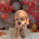 ティーカッププードル【京都府・女の子・2024年5月8日・レッドフォーン】の写真5